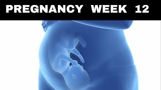 Pregnancy Week 12 Symptoms Ultrasound amp Baby Growth [upl. by Htir259]