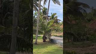 POOVAR ISLAND RESORT  breathtakingviews  naturelover [upl. by Gelb86]