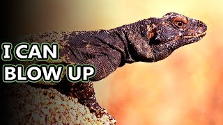 Chuckwalla facts with a name like that they must be interesting  Animal Fact Files [upl. by Llenaej620]