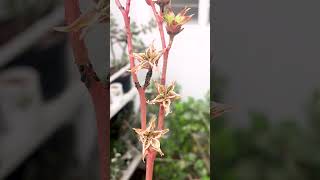 SEMILLAS y PULGONES en FLORES de ECHEVERIA  suculentas echeveria flores semillas [upl. by Fernyak]