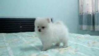 White Pomeranian Puppy 超可爱狗狗白博美犬 [upl. by Reisfield]