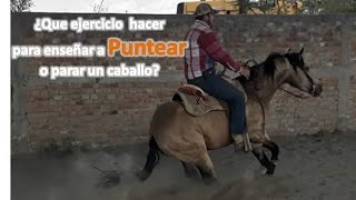 ¿Que ejercicio hacer para enseñar a puntear o parar un caballo [upl. by Alarise]