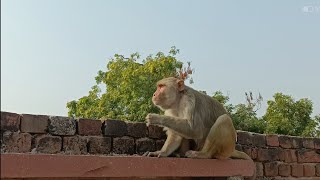 Hanuman monkey  Langur monkey  Langur hanuman  Tamanna junction [upl. by Ingamar]