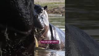 Hippo Chases Lion Through The River [upl. by Sihun87]