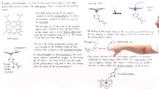 Heme Group of Hemoglobin and Myoglobin [upl. by Norrabal]