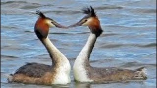 L👀K  GREAT CRESTED GREBES Courtship WEED DANCE  Podiceps cristatus [upl. by Annayek]