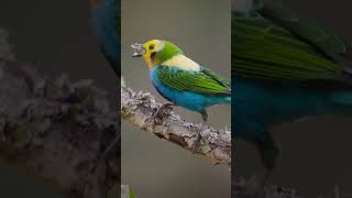 Multicolored Tanager a stunning Colombian endemic bird birdlover birding birdwatching [upl. by Enimrac99]