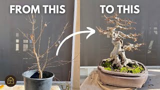 How to Turn a 3YearOld Tree to 25YearOld Bonsai [upl. by Nileak479]