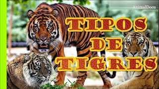 TIPOS DE TIGRES QUE EXISTEN [upl. by Ylecara]