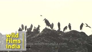 Flock of Greater Adjutant storks at Baragaons landfill site  Assam [upl. by Flemings]