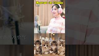 HappyMusic74  Fengtimo  Learn to Meow 学猫叫 shots fengtimo HappyMusic74 [upl. by Anaicul887]