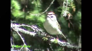 Roitelet à couronne dorée 2Goldencrowned Kinglet [upl. by Ettedo]