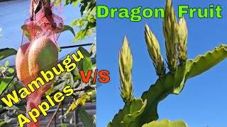 Wambugu Apple vs Dragon Fruit Profitable Agribusiness Explained [upl. by Leahcimnaj872]