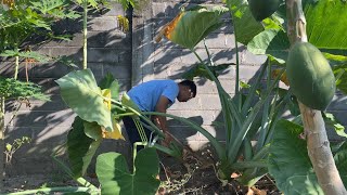 Ambil Umbi Talas Taro di Kebun Masak Stik Talas Pedas Manis amp Perkedel Talas [upl. by Schlicher647]