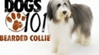 Dogs 101  Bearded Collie [upl. by Hymie715]