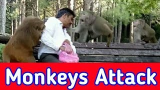 Monkey Attack Man  monkey video  monkey fight [upl. by Lletnwahs]