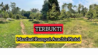 Inilah Manfaat Rumput Arachis Pintoi Dimusim Kemarau Untuk Kebun Durian Kita [upl. by Atalante]