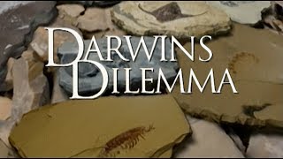 Darwins Dilemma  German [upl. by Wordoow]