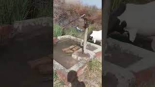 Goat Farming in Sindh  Sindhi Goats  Goats drinking Water villagelife goat viralvideos [upl. by Grose]