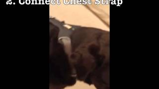 Ruffwear Front Range Harness Demo by Tripawd Charley [upl. by Ytisahcal]