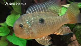 BallonkopfErdfresser Gymnogeophagus balzanii 2018 Zucht Breeding [upl. by Klug]