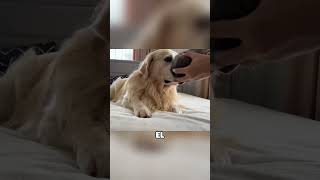 Golden Retriever quiere jugar con Pequeño Gatito shorts [upl. by Germann]