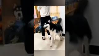 Funniest Dog Video Ever 😂🐶 Shorts [upl. by Dolphin]