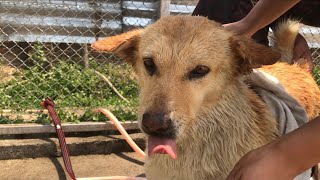 Bathing Rescued Dog🫧🥰  Showering Dogs💕 dog dogshower rescue [upl. by Ruthann278]