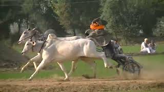 OX RACE  ਬੈਲ ਗੱਡੀਆਂ ਦੀਆਂ ਦੌੜਾਂ  Bull Race Live  बैलगाड़ी दौड़  بیل گاڑیوں کی دوڑ  ஜல்லிக்கட் [upl. by Larrad]