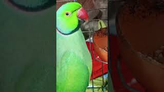 Aapas me baat karo parrot comedy ytshorts viralvideo like subscribe comment Kora dine28102024 [upl. by Warp]