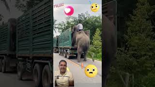 See how the elephant climbed onto the truck [upl. by Bowra385]