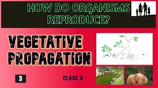 Vegetative propagation  How do organisms Reproduce  CBSE Class 10 Science  Biology  Part3 [upl. by Anet]