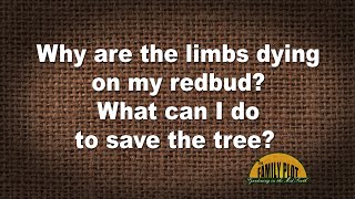 QampA – Why are the limbs dying on my redbud [upl. by Salene]