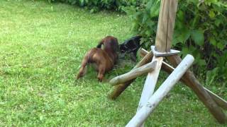 Hannoverscher Schweißhund Welpe spielt [upl. by Marigolde]