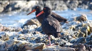 Sooty Oystercatcher – Haematopus fuliginosus [upl. by Dnalyr]