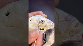 COMO ELE FAZ ISSO  curiosidades shorts short viralvideo taxidermy [upl. by Hoxsie412]