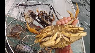 Late fall Dungeness crabbing Marine area 8 2 [upl. by Abrahams]