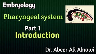 Embryology 1 Introduction to the pharyngeal system Dr Abeer Ali Alnawi [upl. by Natka642]