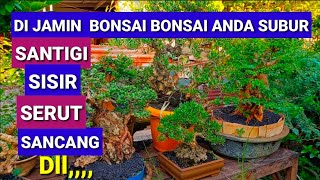 Tips Bikin Bonsai Bonsai Anda Subur [upl. by Kcirddor]