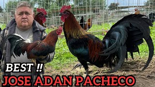 Best Beautiful Birds Para Show Jose Adan Pacheco Rancho El Amarillo [upl. by Serrano]