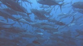 北安達曼海船宿潛水 North Andaman Liveaboard Diving [upl. by Soni]