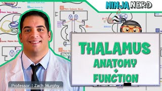 Neurology  Thalamus Anatomy amp Function [upl. by Ploss]