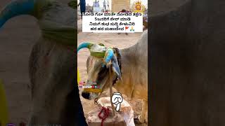 kannada amma views love video bagalkot viral trending like subscribe share [upl. by Nitreb]