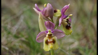 Orquídeas silvestres en Briones  La Rioja  Spain  Wild Orchids [upl. by Onairotciv]