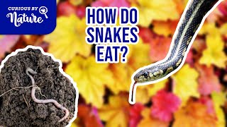 How Do Snakes Eat Feeding Our Snakes [upl. by Mara]