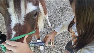 COMO VERMIFUGAR CAVALOS VERMIFUGANDO NOSSAS PÔNEIS ESTRELA E PÉROLA CRIANÇA ANDANDO DE CAVALO [upl. by Anitsua]