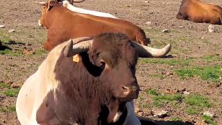 Toros Bravos Como viven entre la naturaleza en Ganadería El Pilar [upl. by Anaibib]