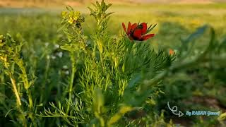 جمال الطبيعة، تيارت، الجزائر Beauty of Nature Tiaret Algeria [upl. by Pacifa]