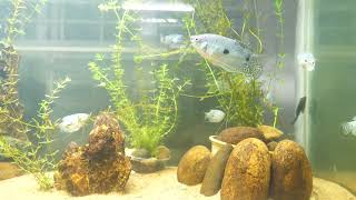 Three Spot Gouramis Aquarium  Size  Care  Tank Mates [upl. by Malka]