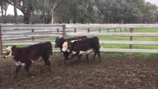 Ac DKF HEYWOOD amp SONS HEREFORD X SHORTHORN COWS amp CALVES [upl. by Mateusz]